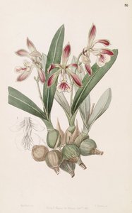 Encyclia pyriformis